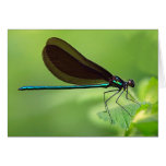 Damsel Fly Cards