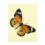 Danaus chrysippus