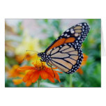 Danaus Plexippus II - Card