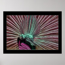 Dance of the Proud Peacock Colour Photo Fantasy Print