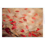 Dance of the Red Leaves Card