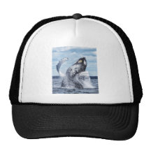 Dances with Whales Hat