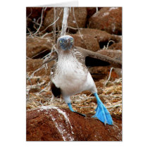 Dancing Booby, Isla Seymour, Galapagos Cards