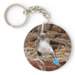 Dancing Booby, Isla Seymour, Galapagos Key Chain
