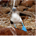Dancing Booby, Isla Seymour, Galapagos photo sculptures