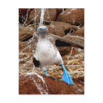 Dancing Booby, Isla Seymour, Galapagos Postcard