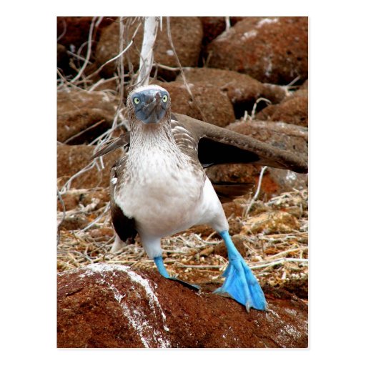 Dancing Booby, Isla Seymour, Galapagos Postcard