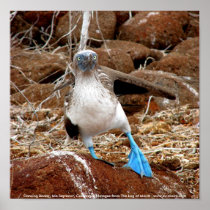 Dancing Booby, Isla Seymour, Galapagos Poster