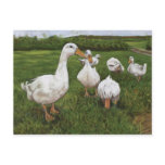 Dancing ducks postcards