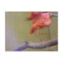 Dancing Ibis Postcard