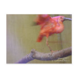 Dancing Ibis Postcard