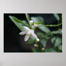 Dancing Queen/Kumquat Flowers Print
