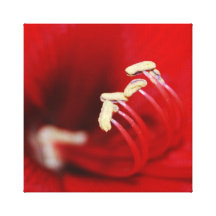 Dancing stamen of red flower macro gallery wrap canvas