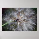 Dancing Stamen posters