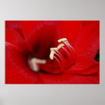 Dancing Stamen Posters