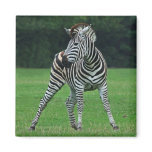Dancing Zebra magnet