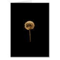 dandelion 1 cards