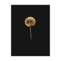 dandelion 1 postcards