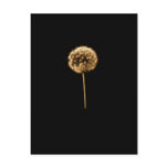 dandelion 1 postcards