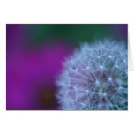 Dandelion amongst the daisies cards