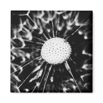 dandelion blacq magnets
