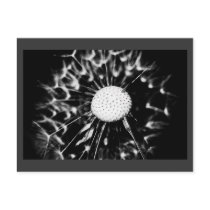 dandelion blacq post card