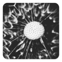 dandelion blacq square stickers