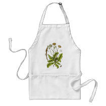Dandelion Botanical Illustration Apron