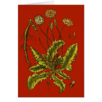 Dandelion Botanical Illustration Greeting Card
