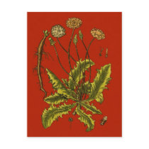 Dandelion Botanical Illustration Post Cards
