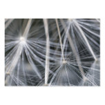Dandelion business cards