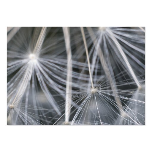 Dandelion Business Card
