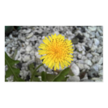Dandelion Business Card