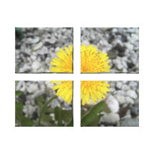 Dandelion Stretched Canvas Print