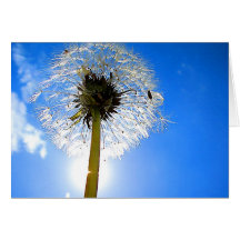 Dandelion Card