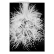 Dandelion Cards