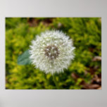 dandelion clock posters