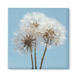 Dandelion Clocks Fridge Magnets