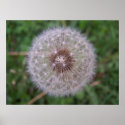 Dandelion Close-Up posters