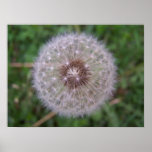 Dandelion Close-Up posters