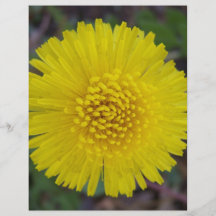 Dandelion Face Flyer