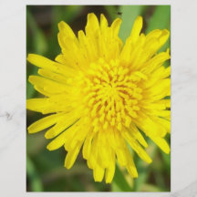 Dandelion Face Full Color Flyer