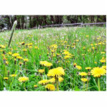 Dandelion Field photo sculptures