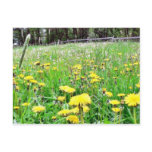 Dandelion Field postcards