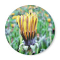 Dandelion Flower Almost In Bloom magnets