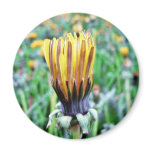 Dandelion Flower Almost In Bloom magnets