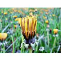 Dandelion Flower Almost In Bloom Acrylic Cut Outs