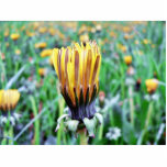 Dandelion Flower Almost In Bloom photo sculptures