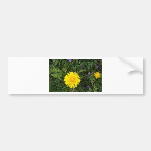 Dandelion flower bumper sticker