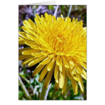 Dandelion Flower In Grass Greeting Cards
